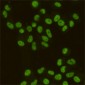 SAFB1 Antibody